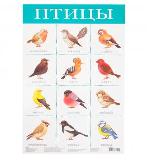 Плакат  Птицы Дрофа
